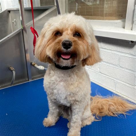 Scruffy to fluffy - 502.234.6400. Scruffy to Fluffy is a full-service mobile pet grooming service in Louisville, Kentucky. We offer baths, coat trims, nail trims, and full grooming appointments for all breeds of dogs.